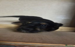 Cocker Spaniel dogs for sale: KC Registered Working Cocker Spaniels - Image 3