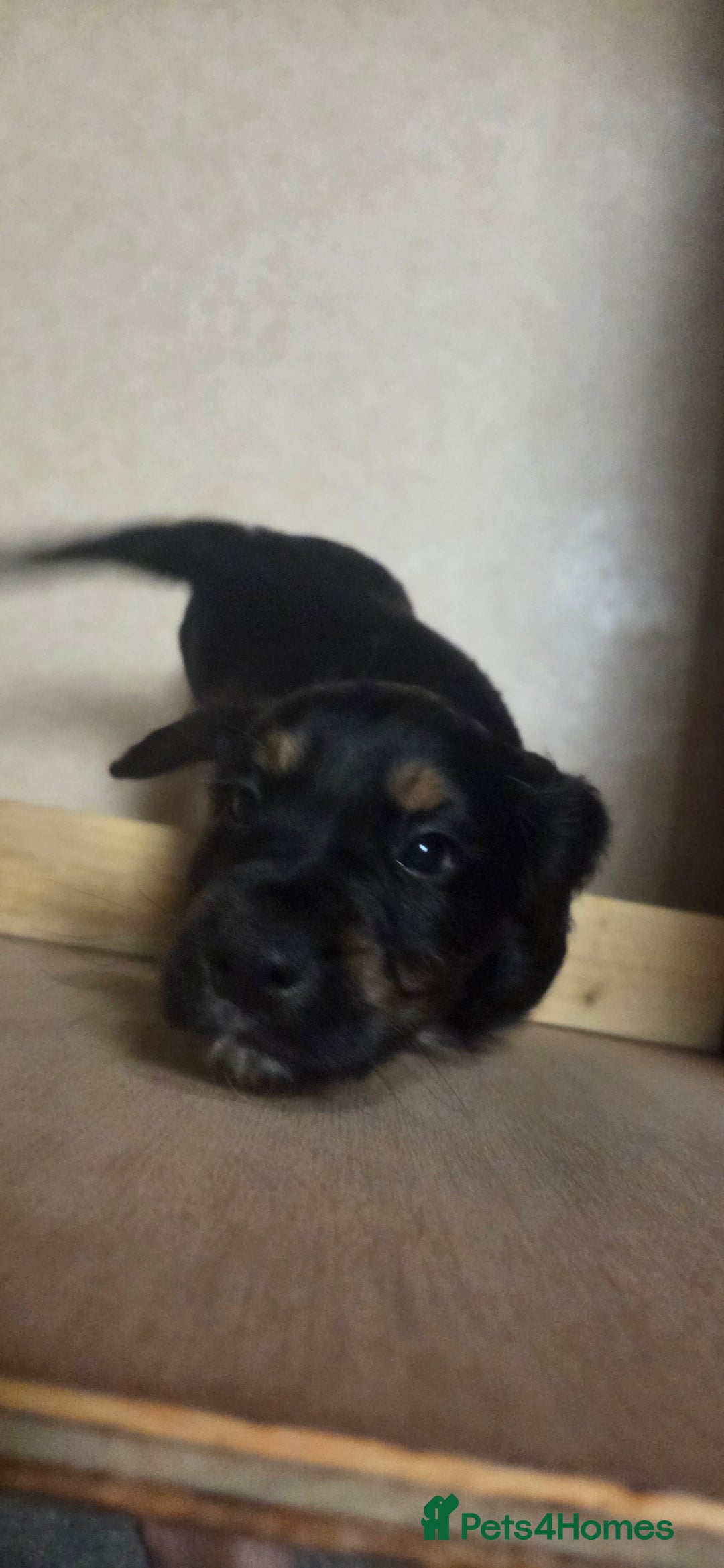 Cocker Spaniel dogs for sale: KC Registered Working Cocker Spaniels - Image 3