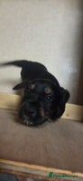 Cocker Spaniel dogs - Advert 5