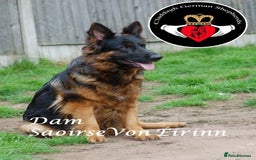 German Shepherd dogs for sale: Grandson of Famous Boss (Bossenburg) pups - Image 6