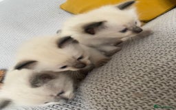 Ragdoll cats for sale: GCCF Ragdoll Kittens - Image 16