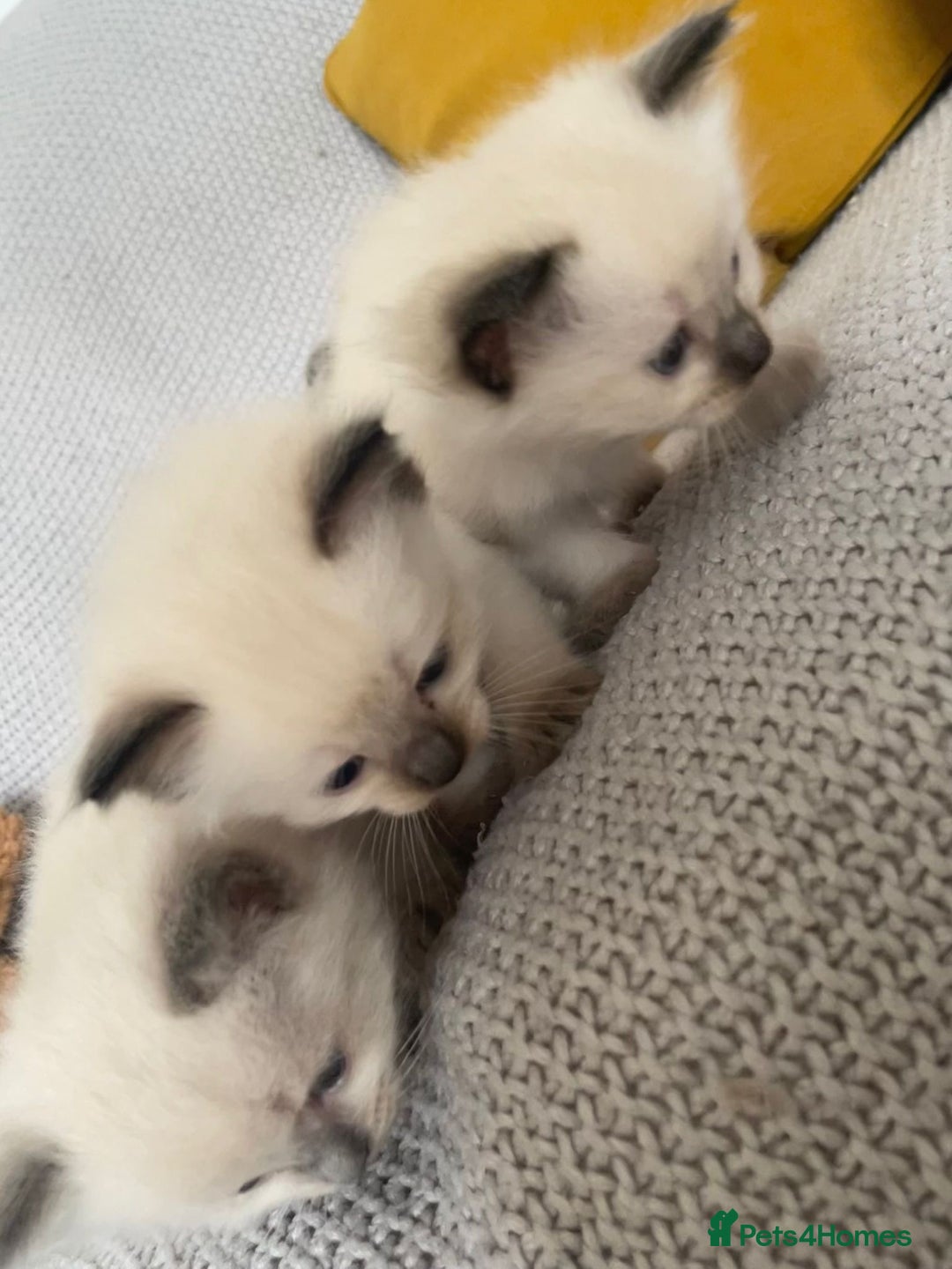 Ragdoll cats for sale: GCCF Ragdoll Kittens - Image 16