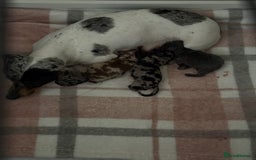 Miniature Dachshund dogs for sale: Miniature daschund puppies - Image 1
