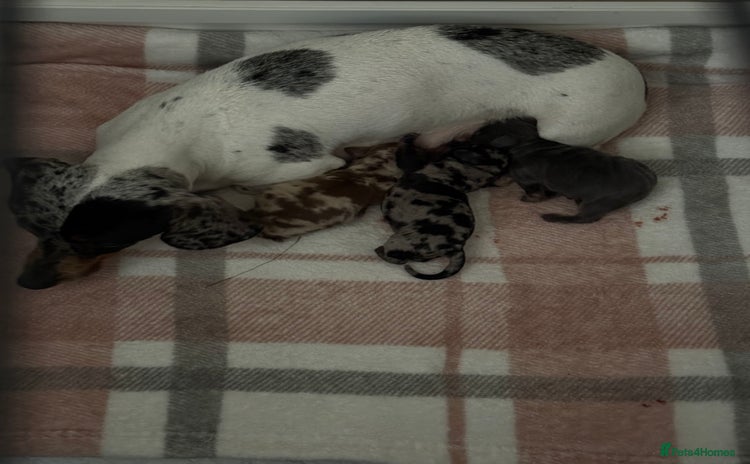 Miniature Dachshund dogs - Advert 9