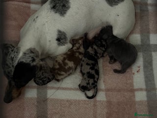 Miniature Dachshund dogs - Advert 35