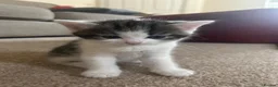 Mixed Breed cats for sale: Beautiful Female Kittens – Ready to Leave 19/06 in Holt - Advert 12