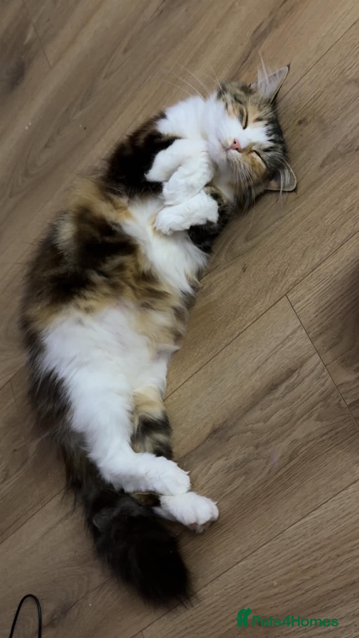 Domestic Shorthair cats Two kittens available for forever homes.  - Advert 5