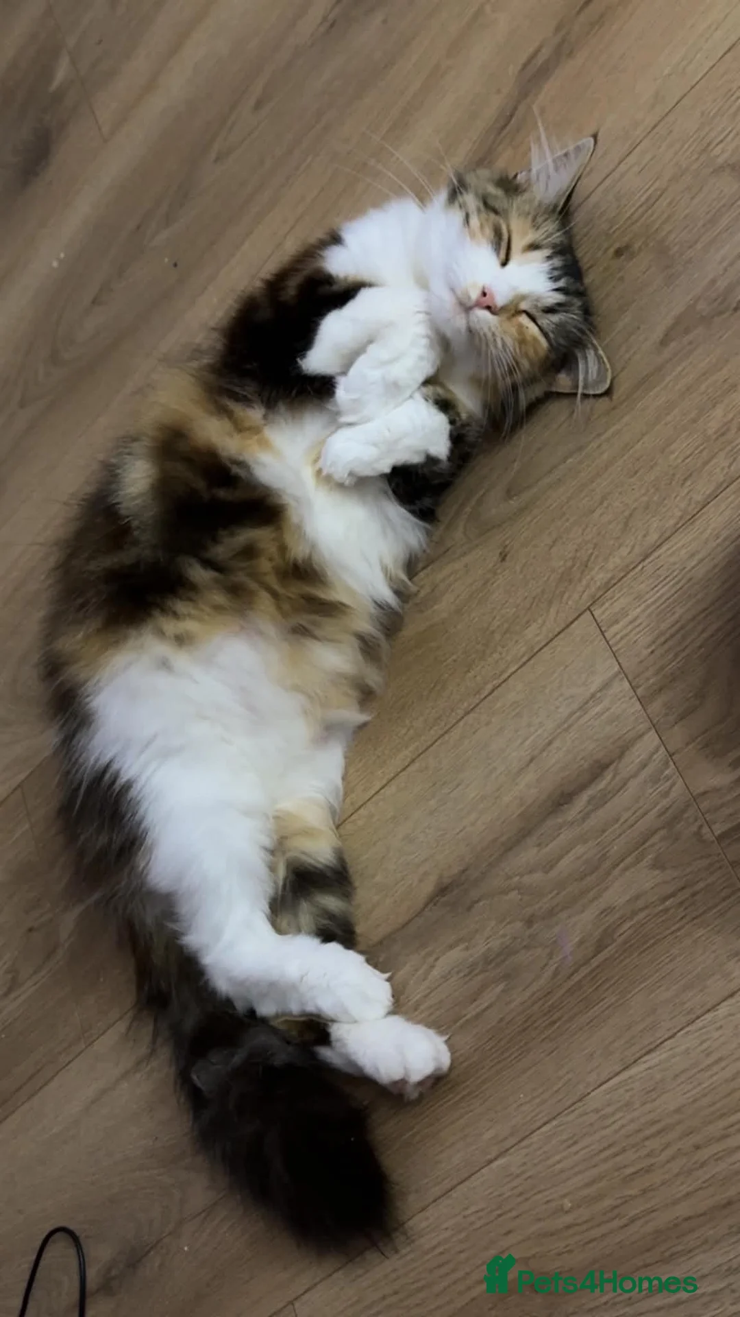 Domestic Shorthair cats for sale: Two kittens available for forever homes.  in Hereford - Advert 1