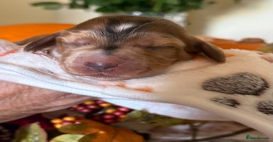 Cocker Spaniel dogs - Advert 16