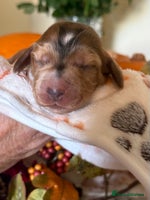 Cocker Spaniel dogs - Advert 4