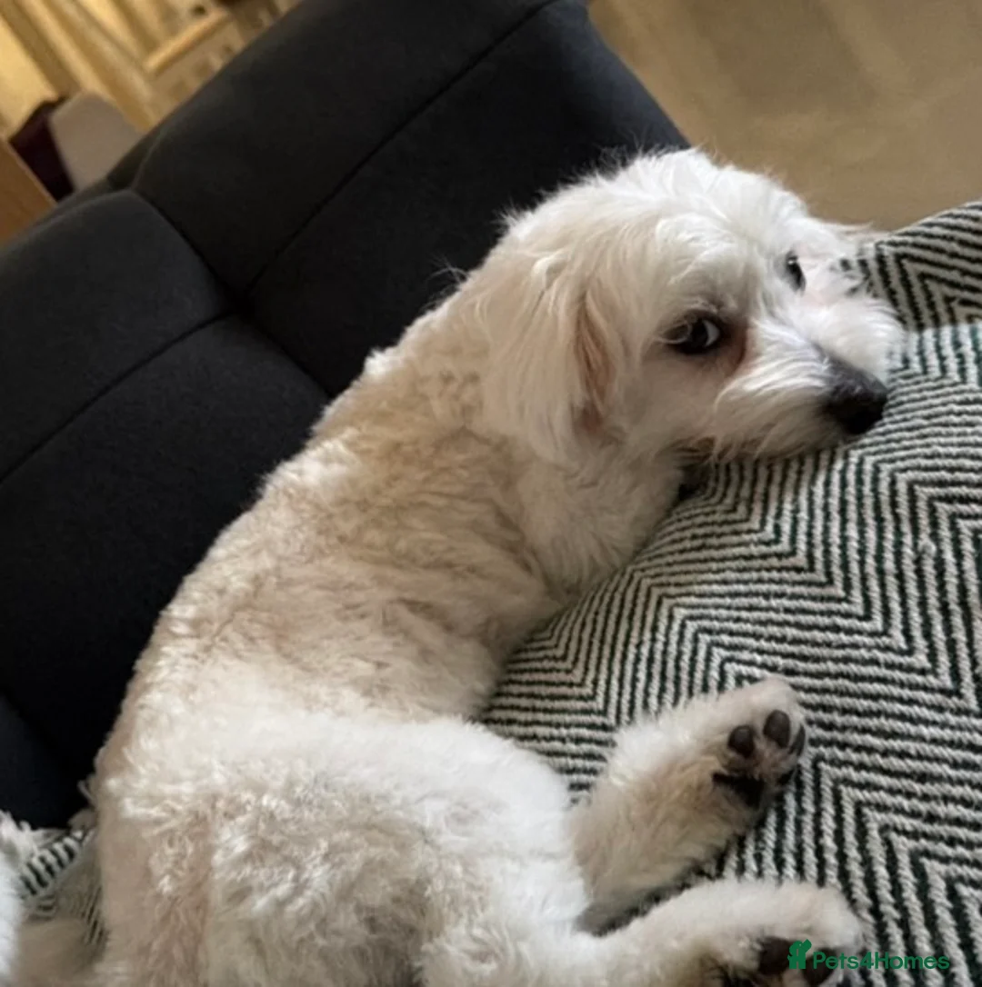 Maltese dogs for sale: Maltese Dogs for Sale – Jasper & Jasmine - Advert 2