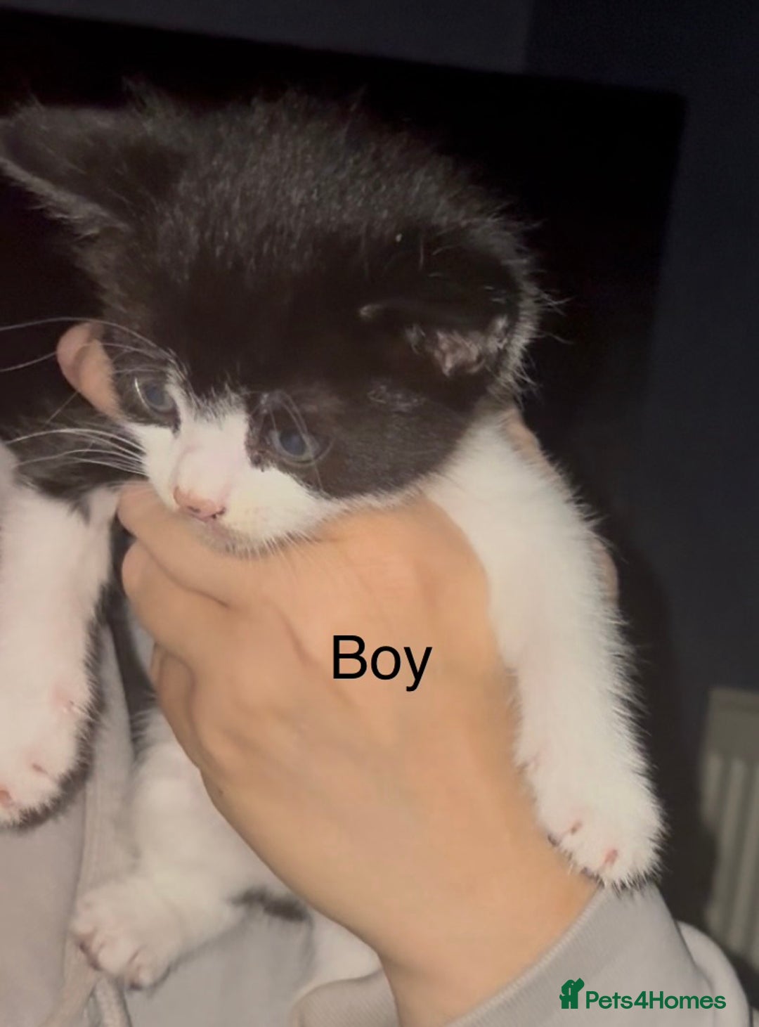 Mixed Breed cats for sale: Beautiful Kittens For Sale  - Advert 2