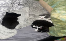 British Longhair cats for sale: Kittens for sale  - Image 1
