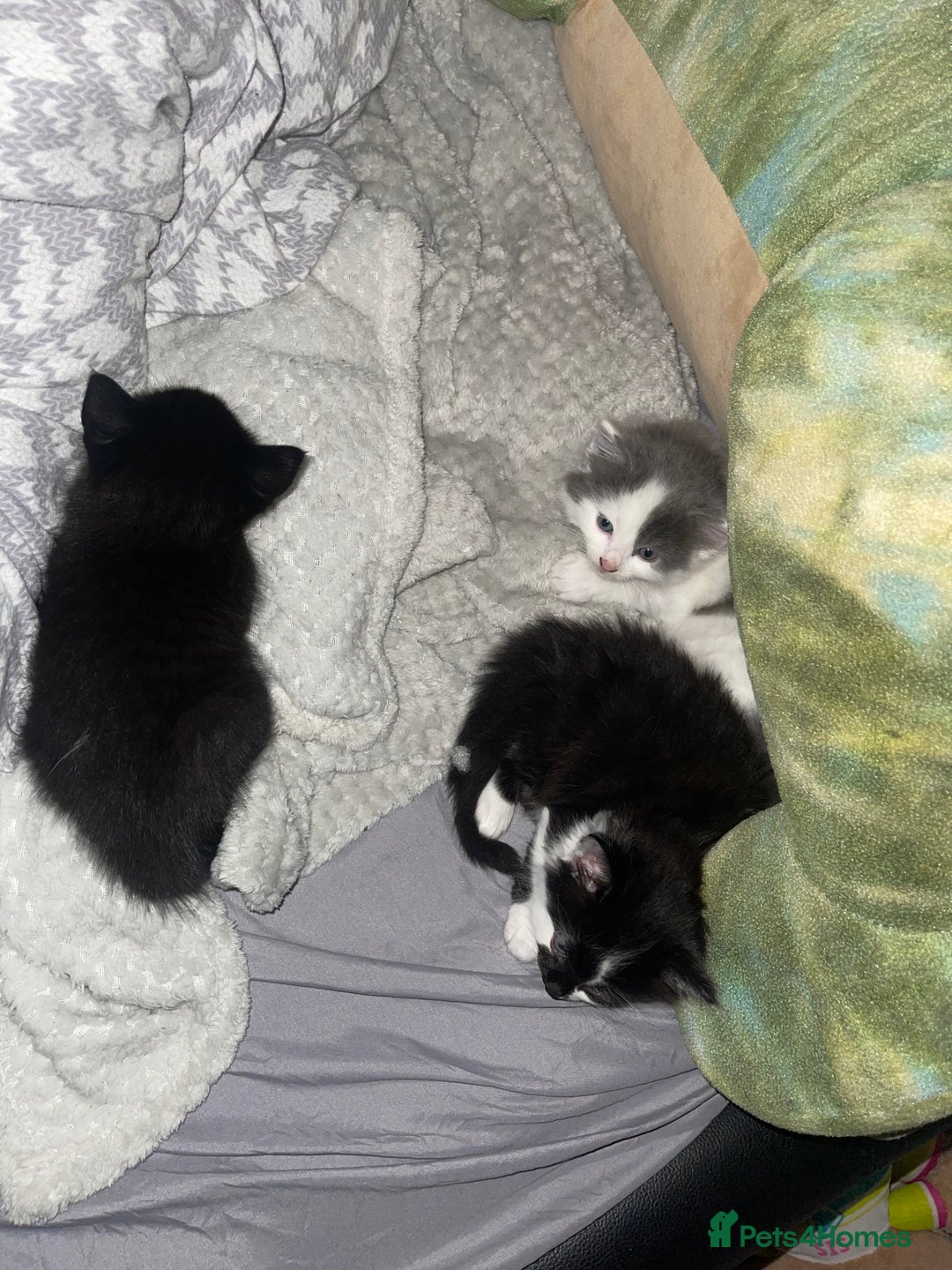 British Longhair cats for sale: Kittens for sale  - Image 1