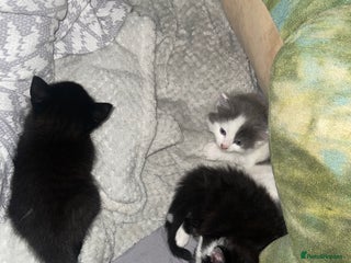 British Longhair cats - Advert 5