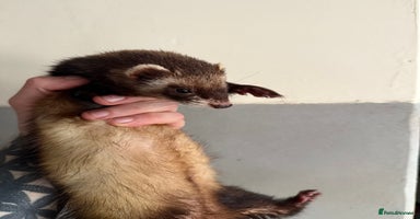 Ferret rodents - Advert 4