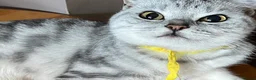 British Shorthair cats for sale: BSH boy and girl, spayed - Advert 9
