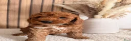 Cockapoo dogs for sale: F1B Red cockapoo puppies  in Bridgend - Advert 2