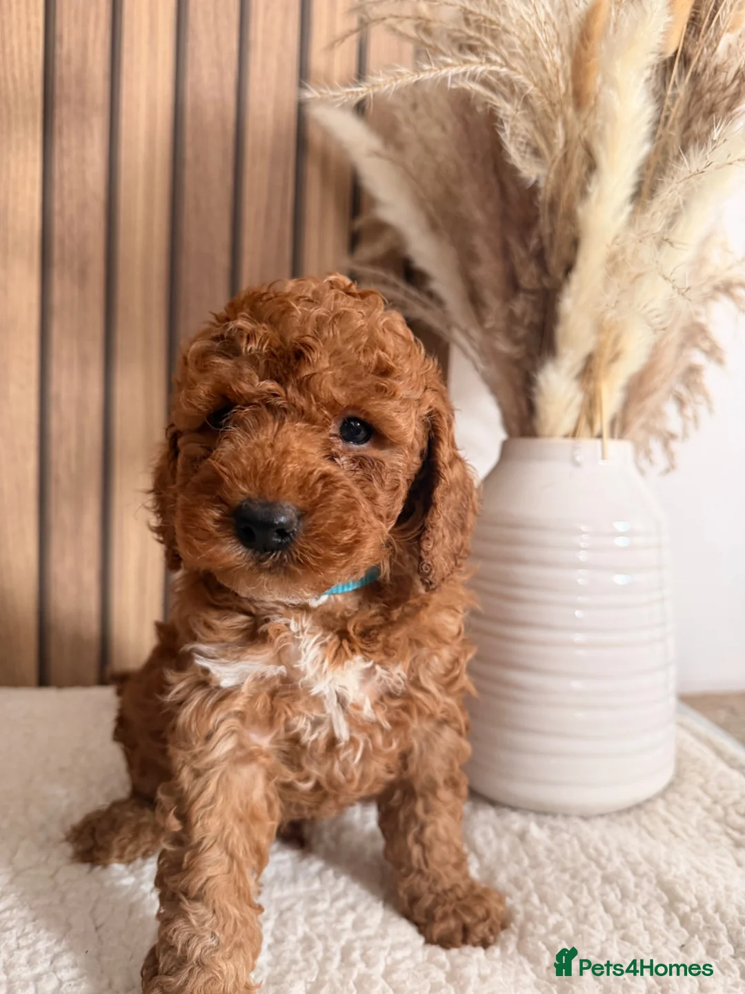 Cockapoo dogs for sale: F1B Red cockapoo puppies  in Bridgend - Advert 2