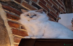 Ragdoll cats for sale: Beautiful Lilac Mitted Ragdoll Queen - Image 2