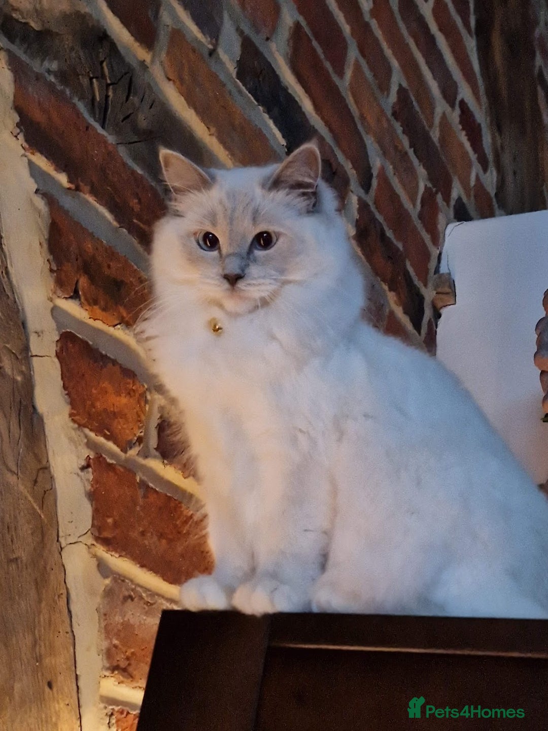 Ragdoll cats for sale: Beautiful Lilac Mitted Ragdoll Queen - Image 2