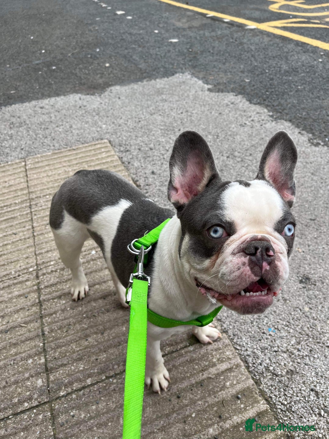 French Bulldog dogs for sale: Male French Bulldog - Image 3