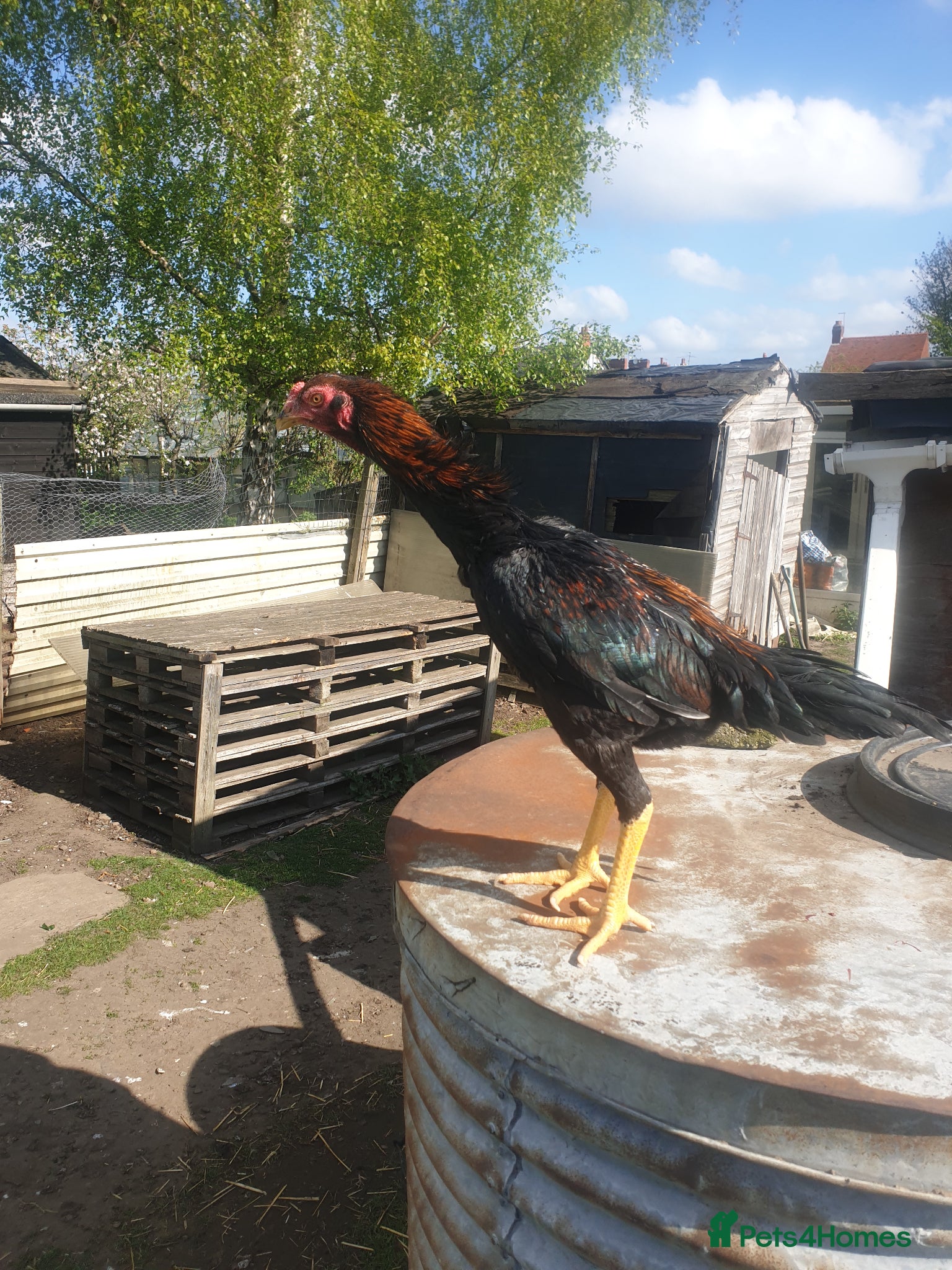 Chickens poultry Japanese shamo x Brazilian shamo  - Advert 2