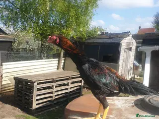 Chickens poultry Japanese shamo x Brazilian shamo - Advert 2