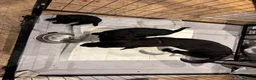 Patterdale Terrier dogs for sale: Gorgeous patterdale pups for sale - Advert 14