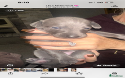 Whippet dogs for sale: 4 bedlington whippet cross whippet puppies  - Image 8