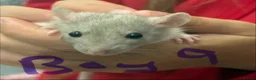 Rat rodents for sale: Dumbo rats in Manningtree - Advert 21