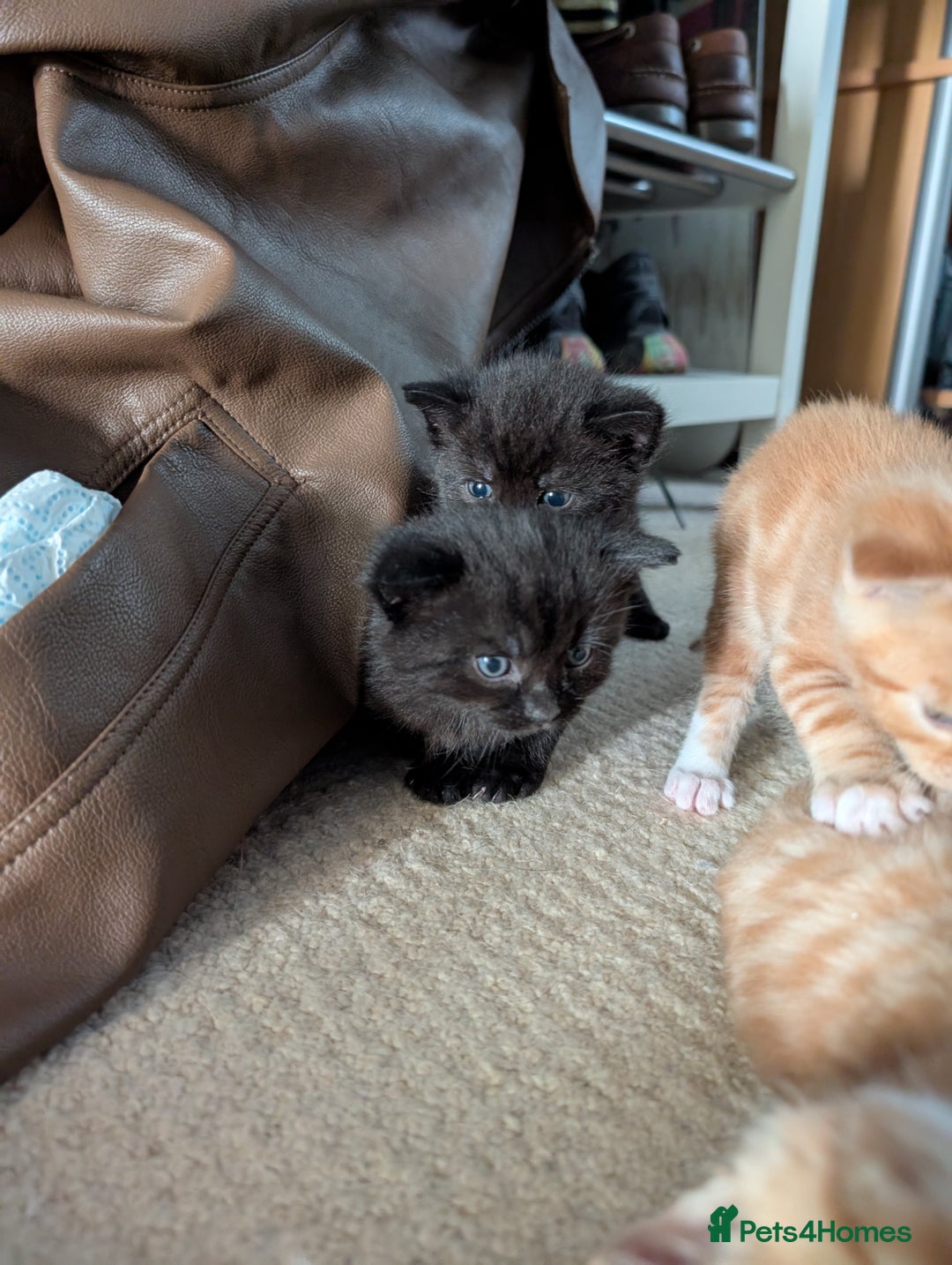 British Shorthair cats for sale: Kittens from loving country cottage home - Image 6