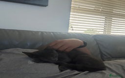 Russian Blue cats for sale: Blue Russian  - Image 3