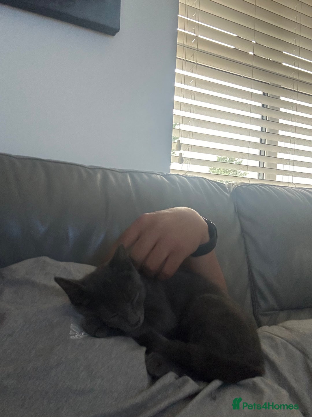 Russian Blue cats for sale: Blue Russian  - Image 3