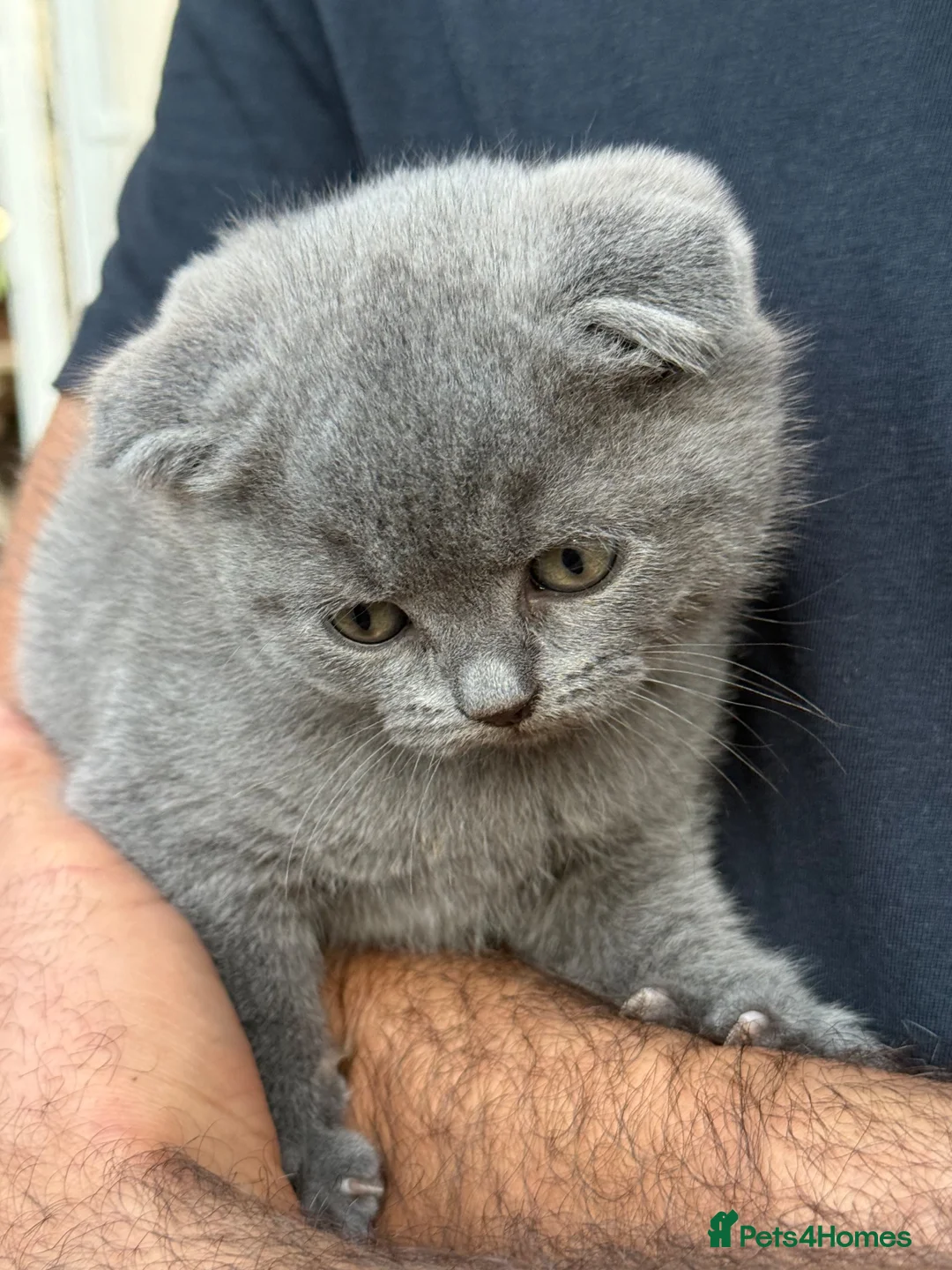 British Shorthair cats for sale: British shorthair female  - Advert 8