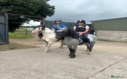 Welsh Section C horses for sale: Mr Frankby  - Image 13
