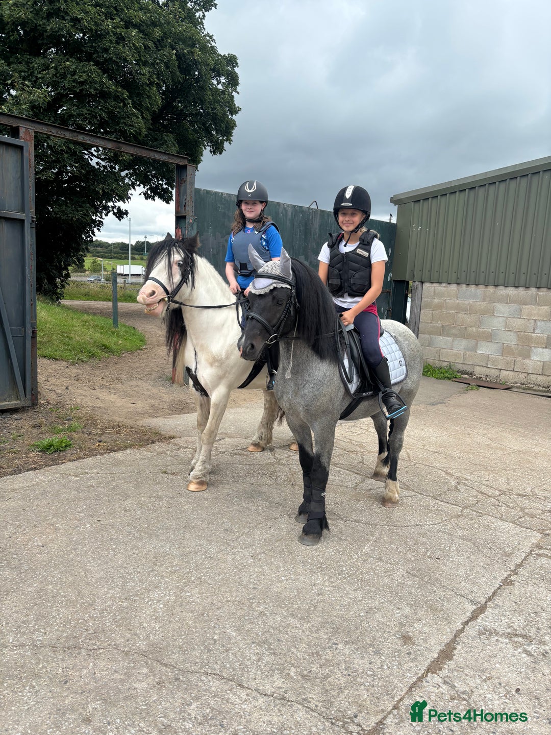 Welsh Section C horses for sale: Mr Frankby  - Image 13