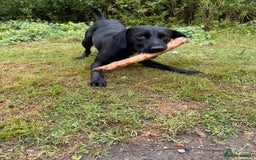 Mixed Breed dogs for sale: 1 year old GSP X Lab  - Image 3
