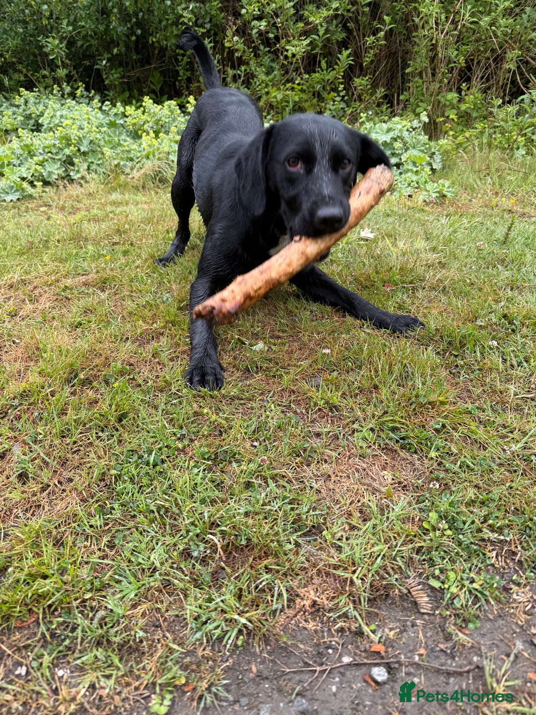 Mixed Breed dogs for sale: 1 year old GSP X Lab  - Image 3