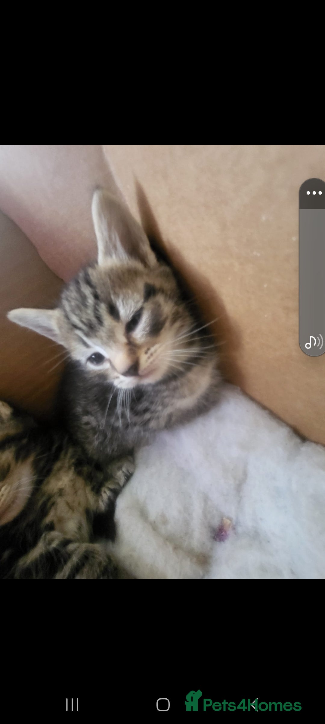 Domestic Shorthair cats for sale: Lovely Kittens, ready to be reserved 😺 - Image 8