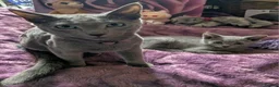 Russian Blue cats for sale: Russian Blue boy , N.London - Advert 7