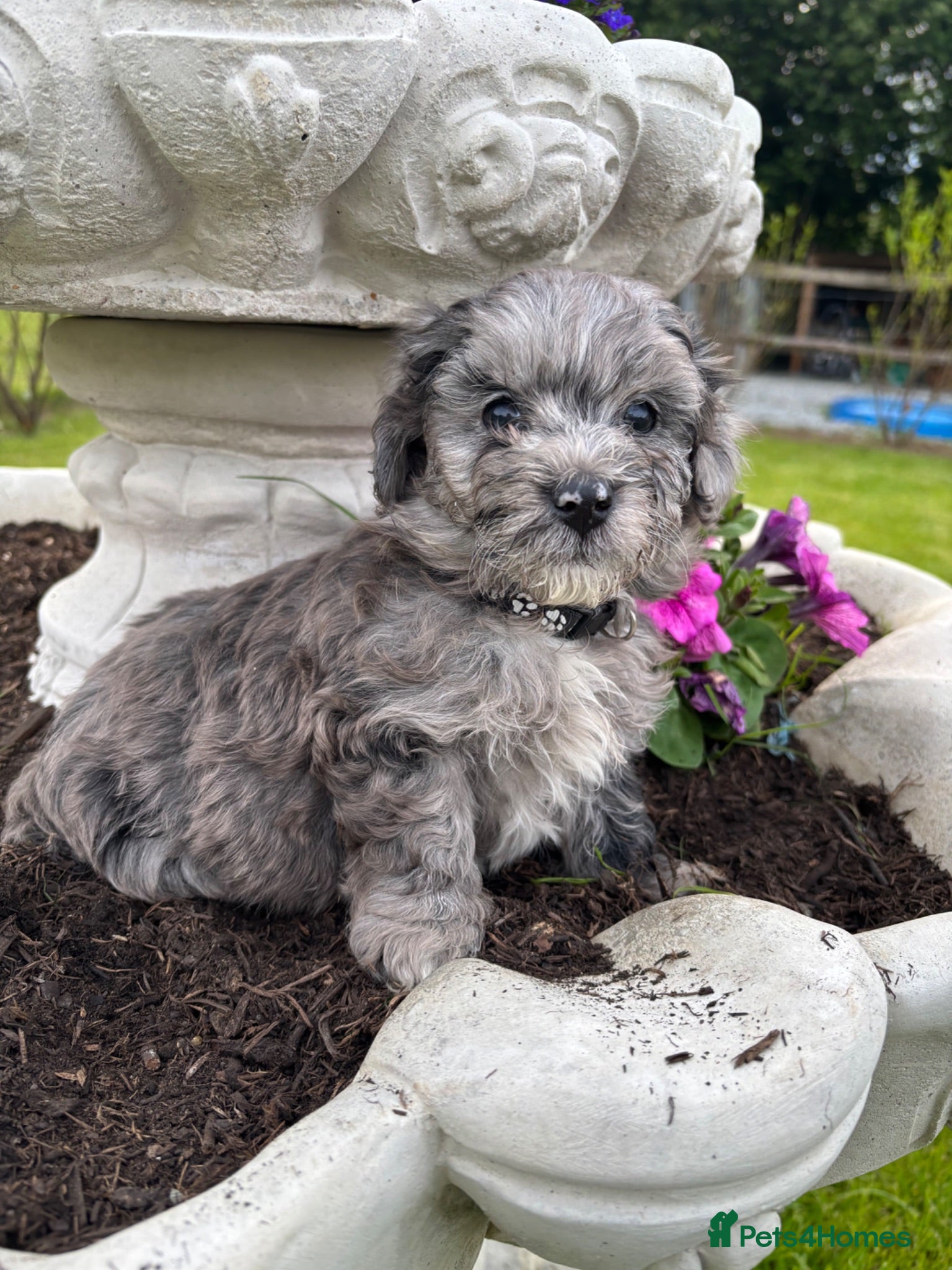 Maltipoo dogs F1 maltipoo puppies  - Advert 1