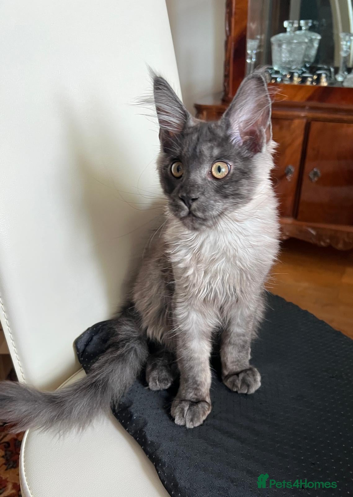 Maine Coon cats Championship tica/active maine coon kitten - Advert 2