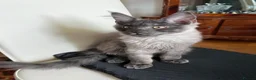 Maine Coon cats for sale: Championship tica/active maine coon kitten - Advert 1