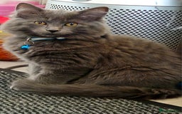 Mixed Breed cats for sale: Ragdoll/Russian Blue male kittens  - Image 8