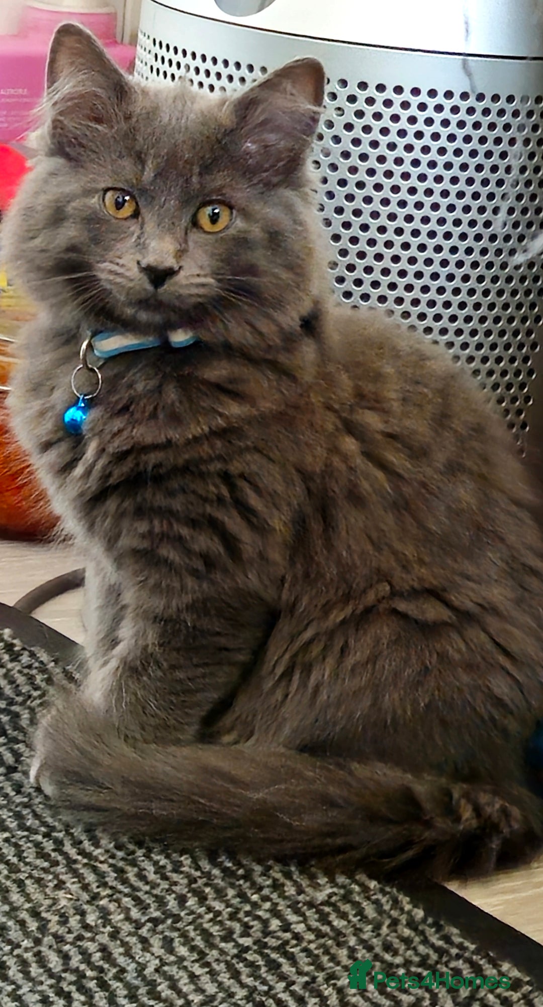 Mixed Breed cats for sale: Ragdoll/Russian Blue male kittens  - Image 8
