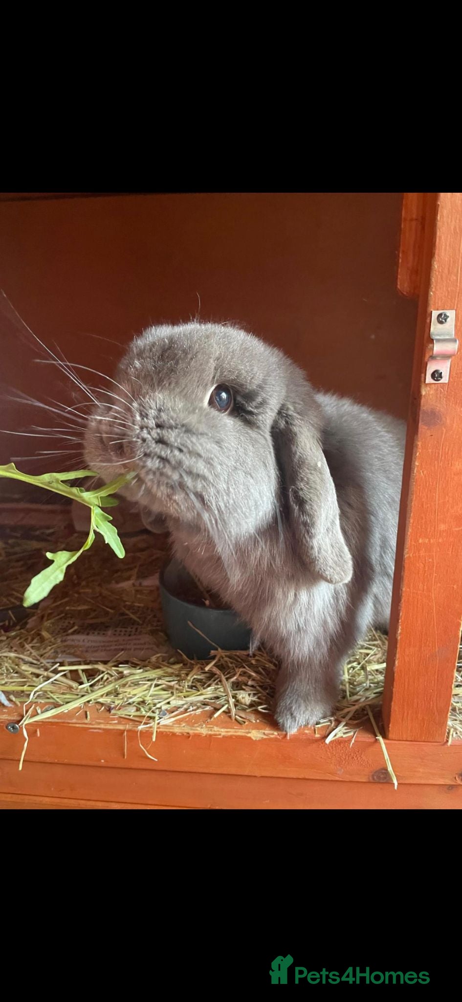 Mini Lop rabbits Male 3yo Mini Lop - Advert 2