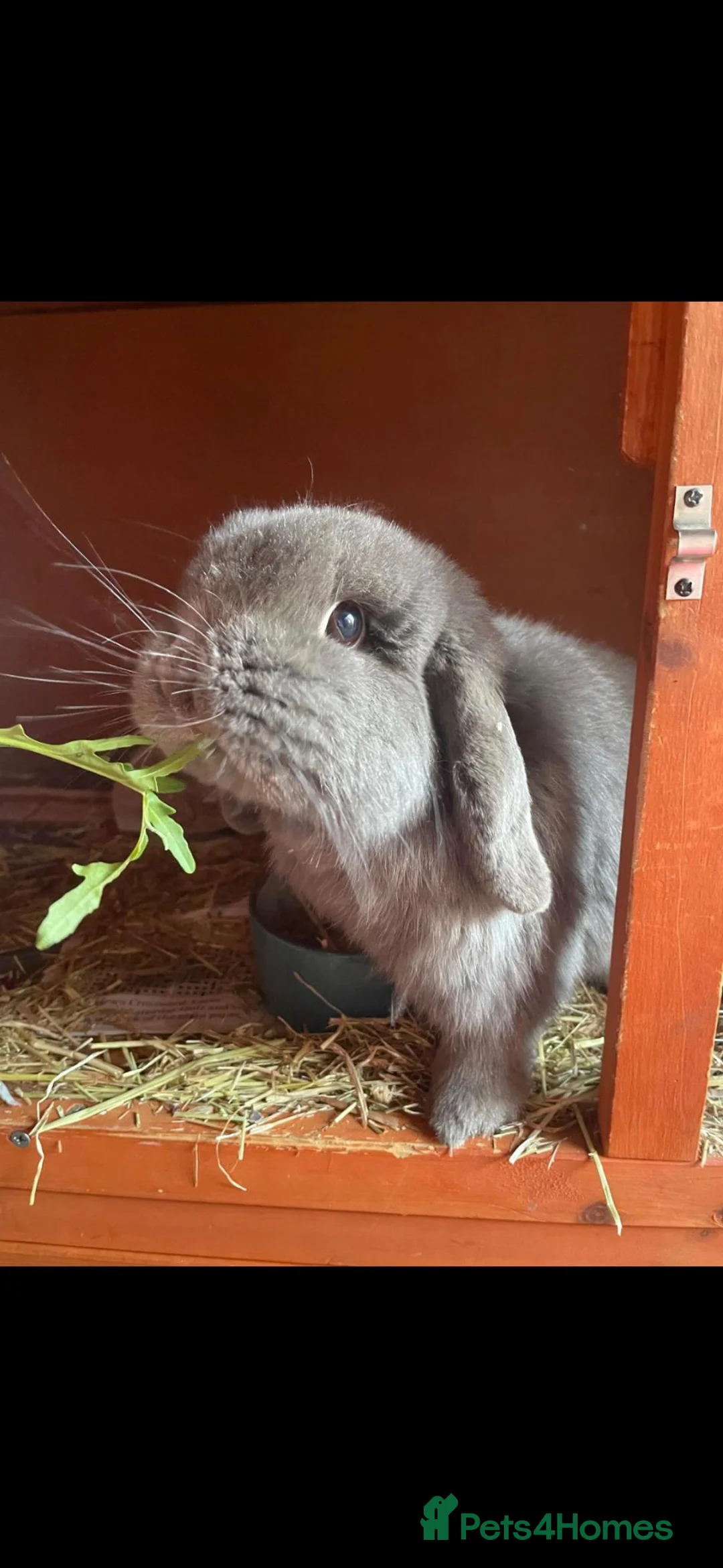 Mini Lop rabbits for sale: Male 3yo Mini Lop in Southampton - Advert 1