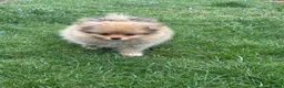 Pomeranian dogs for sale: Beautiful friendly and playful puppys pomeranians - Advert 6