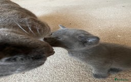 Mixed Breed cats for sale: Russian Blue/tuxedo cross kittens - Image 11